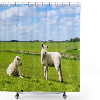 Personality  Lambs On The Dyke North Sea Shower Curtains