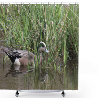 Personality  American Wigeon (male) (anas Americana) Swimming At The Edge Of A Grassy Wetland Shower Curtains