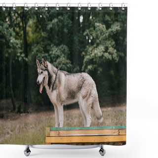 Personality  Grey Husky Dog On Agility Ground Shower Curtains