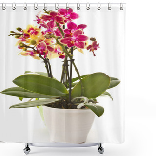 Personality  Blooming Phalaenopsis Shower Curtains