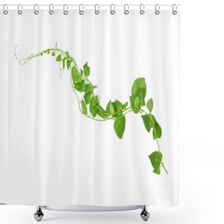 Personality  Heart Shaped Green Leaves Climbing Vines Ivy Of Cowslip Creeper (Telosma Cordata) The Creeper Forest Plant Growing In Wild Isolated On White Background, Clipping Path Included. Shower Curtains