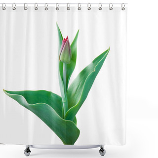 Personality  Tender Tulip On White Background Shower Curtains