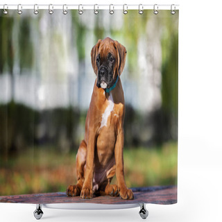 Personality  Red German Boxer Puppy Portrait Outdoors Shower Curtains