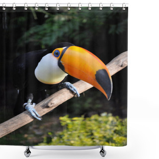 Personality  Curious Toucan Shower Curtains