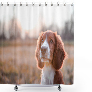 Personality  Cute Little Puppy Of Welsh Springer Spaniel Breed. Dog Portrait On Meadow. Shower Curtains