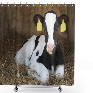 Personality  Cute Young Black And White Calf Lies In Straw  Shower Curtains