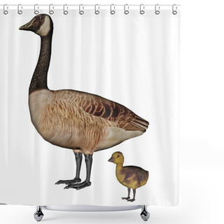 Personality  Canada Goose, Branta Canadensis, Mother And Baby - 3D Render Shower Curtains