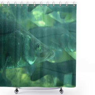 Personality  Common Snook Swimming In The Springs Shower Curtains