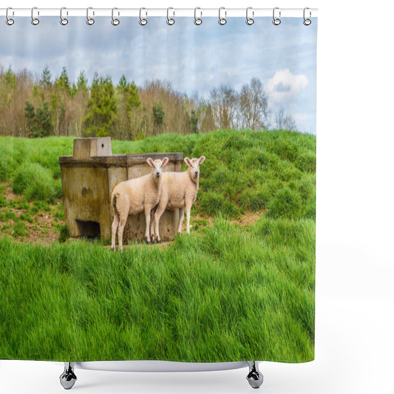 Personality  A View From The Jurassic Way Walk Towards A Pair Of Lambs Near Sulby Reservoir, Welford, UK On A Bright Spring Day Shower Curtains