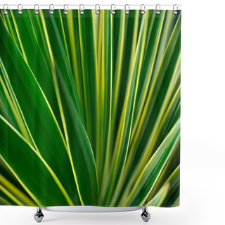 Personality  Close Up Of Yucca - Abstract Background Shower Curtains