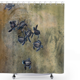 Personality  Little Sea Turtles Shower Curtains