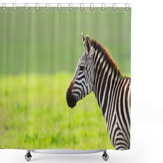Personality  Zebra In Ngorongoro Conservation Area Shower Curtains