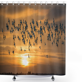 Personality  Flock Of Avocets In Flight Shower Curtains