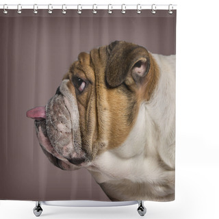 Personality  Profile Of A English Bulldog Sticking Tongue Out Against Brown B Shower Curtains