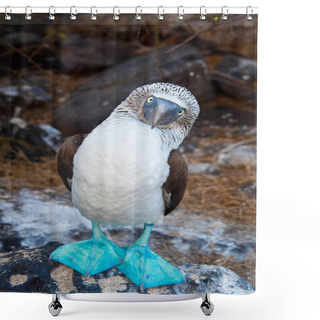 Personality  Blue-footed Boobies Shower Curtains