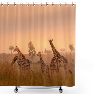 Personality  A Tower Rothschild's Giraffe ( Giraffa Camelopardalis Rothschildi) In A Beautiful Light At Sunrise, Murchison Falls National Park, Uganda. Shower Curtains