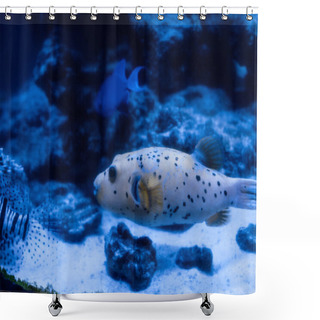 Personality  Exotic Fishes Swimming Under Water In Aquarium With Blue Lighting Shower Curtains