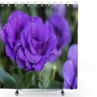 Personality  Lisianthus Flowers Are Blooming In The Garden At Spring Day Shower Curtains