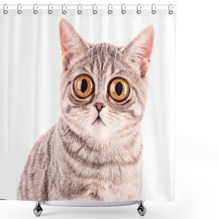 Personality  Young Funny Surprised Cat Closeup Isolated On White Shower Curtains
