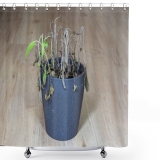 Personality  Wilted Pot Plant. Dead Plant In Pot. Sage. Shower Curtains