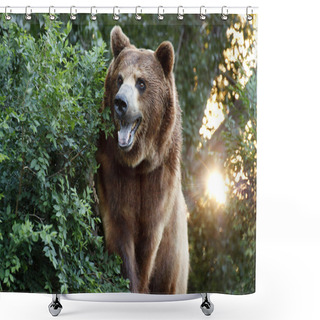 Personality  Large Grizzly Bear With Setting Sun And Heavy Foilage Shower Curtains