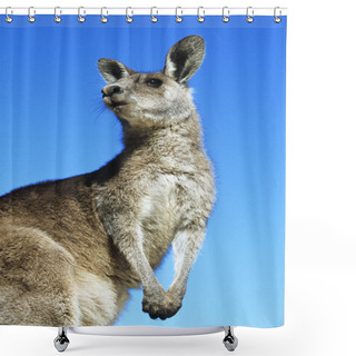 Personality  Kangaroo Against Blue Sky Shower Curtains