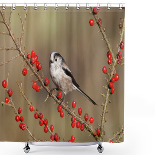 Personality  Long Tailed Tit, Aegithalos Caudatus Shower Curtains