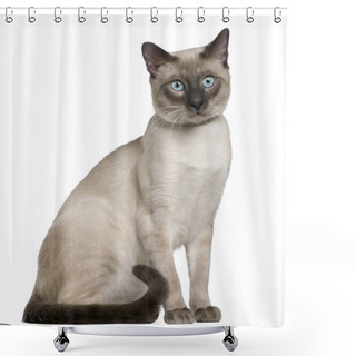 Personality  Siamese Cat, 8 Months Old, Sitting In Front Of White Background Shower Curtains