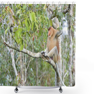 Personality  Proboscis Monkey Sitting On Tree Shower Curtains