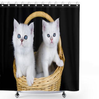 Personality  Two White Kittens In Basket On Black Background Shower Curtains