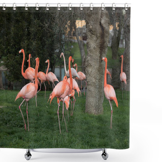 Personality  Family Of Pink Flamingo In A Garden In The City Of Madrid, Spain And Whose Scientific Name Is Phoenicopterus Shower Curtains