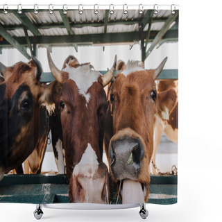 Personality  Close Up View Of Brown Domestic Beautiful Cows Eating Hay In Stall At Farm Shower Curtains