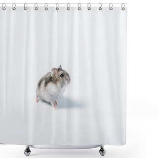 Personality  Adorable Grey Fluffy Hamster On Grey Background With Copy Space Shower Curtains