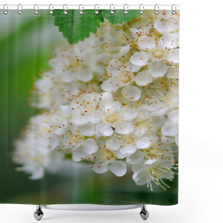 Personality  White Rowan Flowers Close-Up Shower Curtains