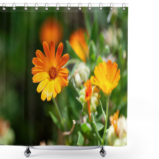 Personality  Flower With Leaves Calendula (Calendula Officinalis, Pot, Garden Or English Marigold) On Blurred Green Background. Note: Shallow Depth Of Field Shower Curtains