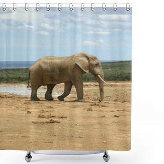 Personality  Afrikanischer Elefant Shower Curtains