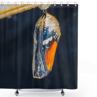 Personality  Cocoon Of Plain Tiger Butterfly Shower Curtains