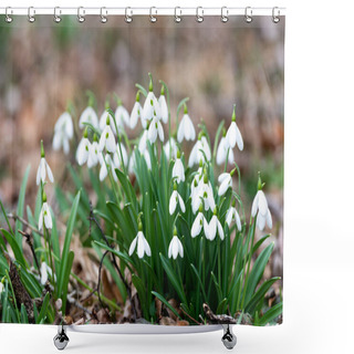 Personality  Beautiful Snowdrops Background Nature Scenic View  Shower Curtains