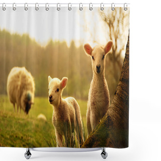 Personality  Spring Lambs Shower Curtains