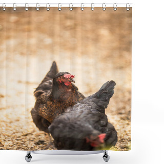 Personality  Free Range Hens Shower Curtains