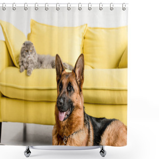 Personality  Selective Focus Of Cute German Shepherd And Grey Cat Lying On Couch Shower Curtains