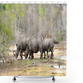 Personality  Three Rhinoceros Drinking Water Shower Curtains