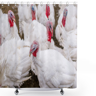 Personality  Breeding Turkeys On A Farm Shower Curtains