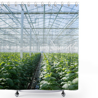 Personality  Spacious Greenhouse With Plantation Of Cucumber Plants Shower Curtains