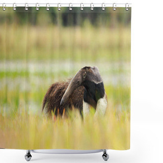 Personality  Anteater, Cute Animal From Brazil. Giant Anteater, Myrmecophaga Tridactyla, Animal Long Tail And Log Muzzle Nose, Pantanal, Brazil. Wildlife Scene, Wild Nature Gress Meadow. Running In Pampas.  Shower Curtains