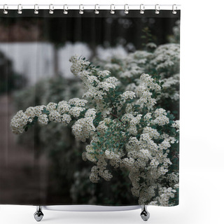 Personality  Delicate White Flowers Of Spiraea Wangutta. Beautiful Flower Abstract Nature Background. Ornamental Shrub Of The Family. Home Flower Bed. Shower Curtains