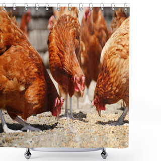 Personality  Chickens On Traditional Free Range Poultry Farm Shower Curtains