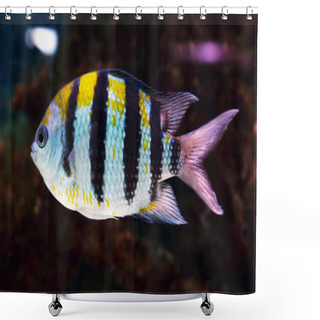 Personality  Underwater World - Exotic Fish In An Aquarium Shower Curtains