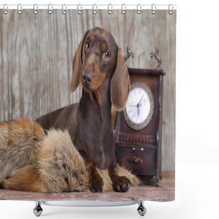 Personality  Dachshund Dog Brown Color Shower Curtains