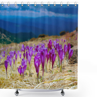 Personality  Blossoming Crocuses Shower Curtains